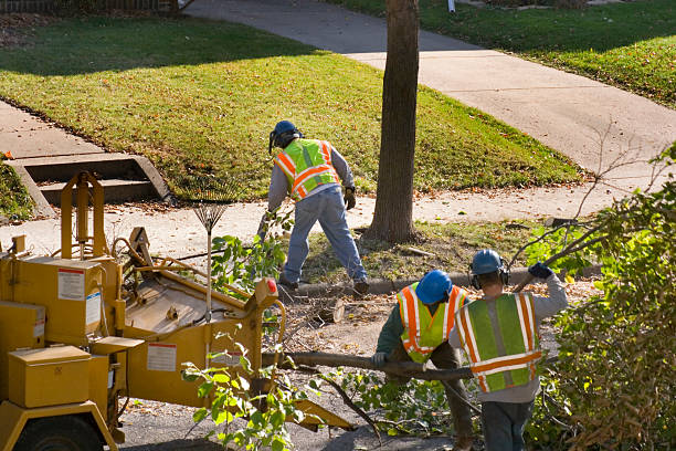 Best Tree Cutting Near Me  in Flora Vista, NM